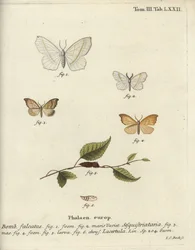 Émeraude légère et crochet festonné