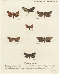 Pharmacis carna, Triodia sylvina, Phymatopus hecta. Gravure sur cuivre coloriée à la main par Johann Carl Bock d