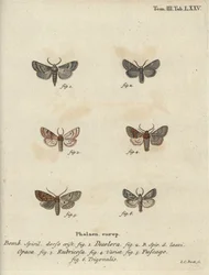 Poudré, châtaigne rouge, papillon brique, etc.