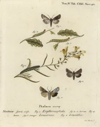 Conistra erythrocephala 1-4, Calophasia lunula 5 et Lithophane ornitopus 6. Gravure sur cuivre coloriée à la main par Johann Carl Bock d