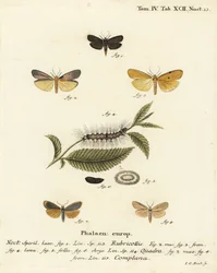 Red-necked footman, Atolmis rubricollis 1, four-spotted footman, Lithosia quadra 2-6, et buff footman, Katha depressa 7,9. Gravure sur cuivre coloriée à la main par Johann Carl Bock d