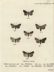 Hyppa rectilinea, Hada plebeja, Acronicta strigosa, Agrochola litura, Euxoa nigrofusca, Opigena polygona. Gravure sur cuivre coloriée à la main par Johann Carl Bock d