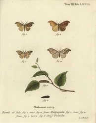 Scarce hook-tip et pebble hook-tip