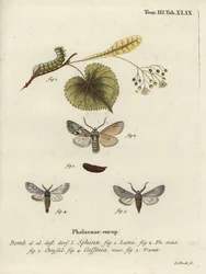 Papillon Sprawler, Asteroscopus sphinx