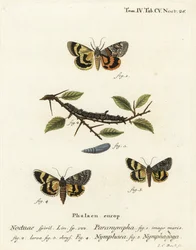 Sous-aile de fougère douce, Catocala antinympha 1-3, Catocala nymphaea 4, et sous-aile jaune de chêne, Catocala nymphagoga 5. Gravure à la main en cuivre par Johann Carl Bock d