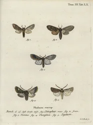 Trois bosses proéminentes, papillon olive et papillon navet