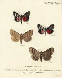 Catocala coniuncta, Apopestes spectrum. Gravure sur cuivre coloriée à la main par Johann Carl Bock d