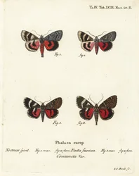 Papillons sous-aile, Catocala pacta et Catocala coniuncta. Gravure sur cuivre coloriée à la main par Johann Carl Bock d
