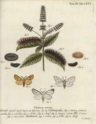 Spilosoma lubricipeda