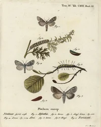 Papillon de l
