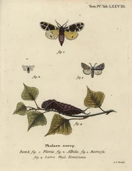Papillon tigre jaune, larve d