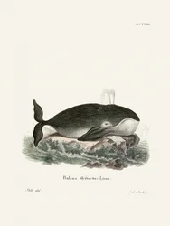 La baleine boréale, par Johann Christian Daniel von Schreber.