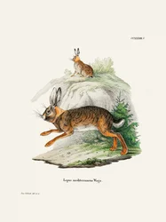Cape Hare  Par Johann Christian Daniel Von Schreber.