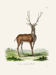 Elk  Par Johann Christian Daniel Von Schreber.