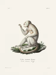 Singe capucin gracile, par Johann Christian Daniel von Schreber.