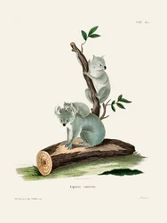 Koala, par Johann Andreas Wagener