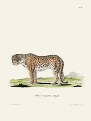 Le léopard, par Johann Andreas Wagener