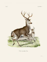 Le cerf mulet, par Johann Christian Daniel von Schreber.