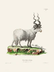 Ovis Aries, par Johann Andreas Wagener et Johann Christian Daniel Von Schreber.