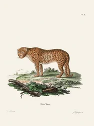 La Panthère, de Johann Christian Daniel von Schreber.