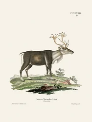 « Le renne », de Johann Andreas Wagener et Johann Christian Daniel von Schreber.