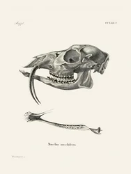 Le cerf musqué de Sibérie, par Johann Andreas Wagener et Johann Christian Daniel Von Schreber.