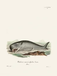 Le cachalot : Johann Andreas Wagener et Johann Christian Daniel Von Schreber.