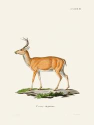 Le cerf de Virginie, par Johann Christian Daniel von Schreber. Exemplaire