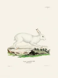 Le lièvre blanc, de Johann Christian Daniel von Schreber