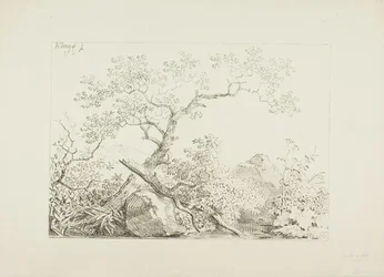 Arbres et rochers près de l