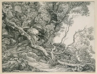 Arbres sur une pente rocheuse