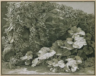 Plantes à grandes feuilles près d