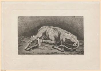 Lévrier endormi