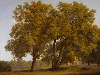 Arbres dans les jardins de la Villa Borghese