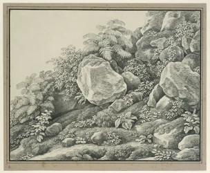 Étude de premier plan : rochers, buissons, fougères et plantes à feuillage