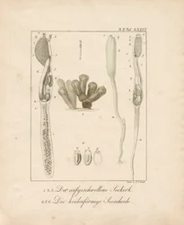 Anatomie des invertébrés marins : Liège de mer et ascidie (gravure sur cuivre)