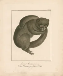 Lémurien souris de Commerson (lithographie coloriée à la main)