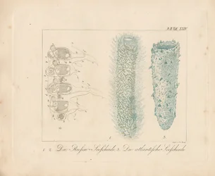 Squale de mer géante et Squale de mer atlantique (gravure en couleur)