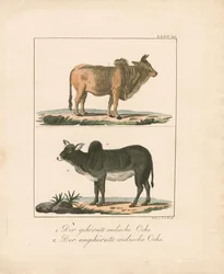 Bœufs indiens à cornes et sans cornes (lithographie coloriée à la main)