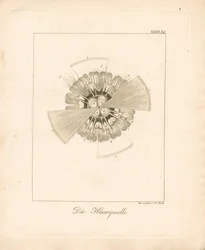 Méduse à crinière de lion (gravure sur cuivre)