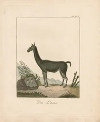 Le lama (lithographie coloriée à la main)