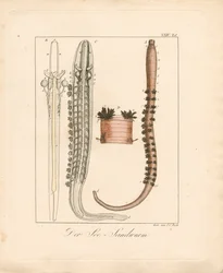 Le ver de mer (gravure sur cuivre coloriée à la main)