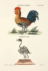 Un coq à trois pattes et son squelette
