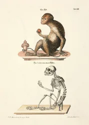 Macaque de Barbarie et son squelette