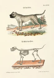 Boarhound et son squelette