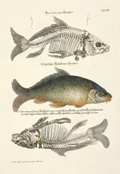 Carpe commune avec squelette