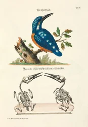 Martin-pêcheur commun avec squelette