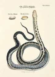 Serpent commun avec oeufs