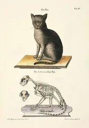 Le chat domestique et son squelette