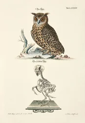 Hibou grand-duc et son squelette